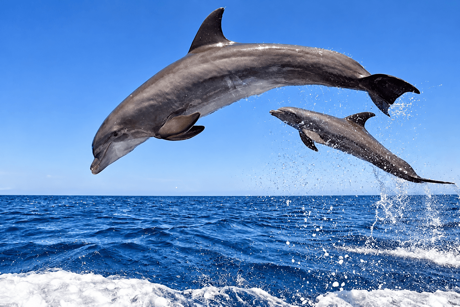 Dolphins leaping above the surface of the sea