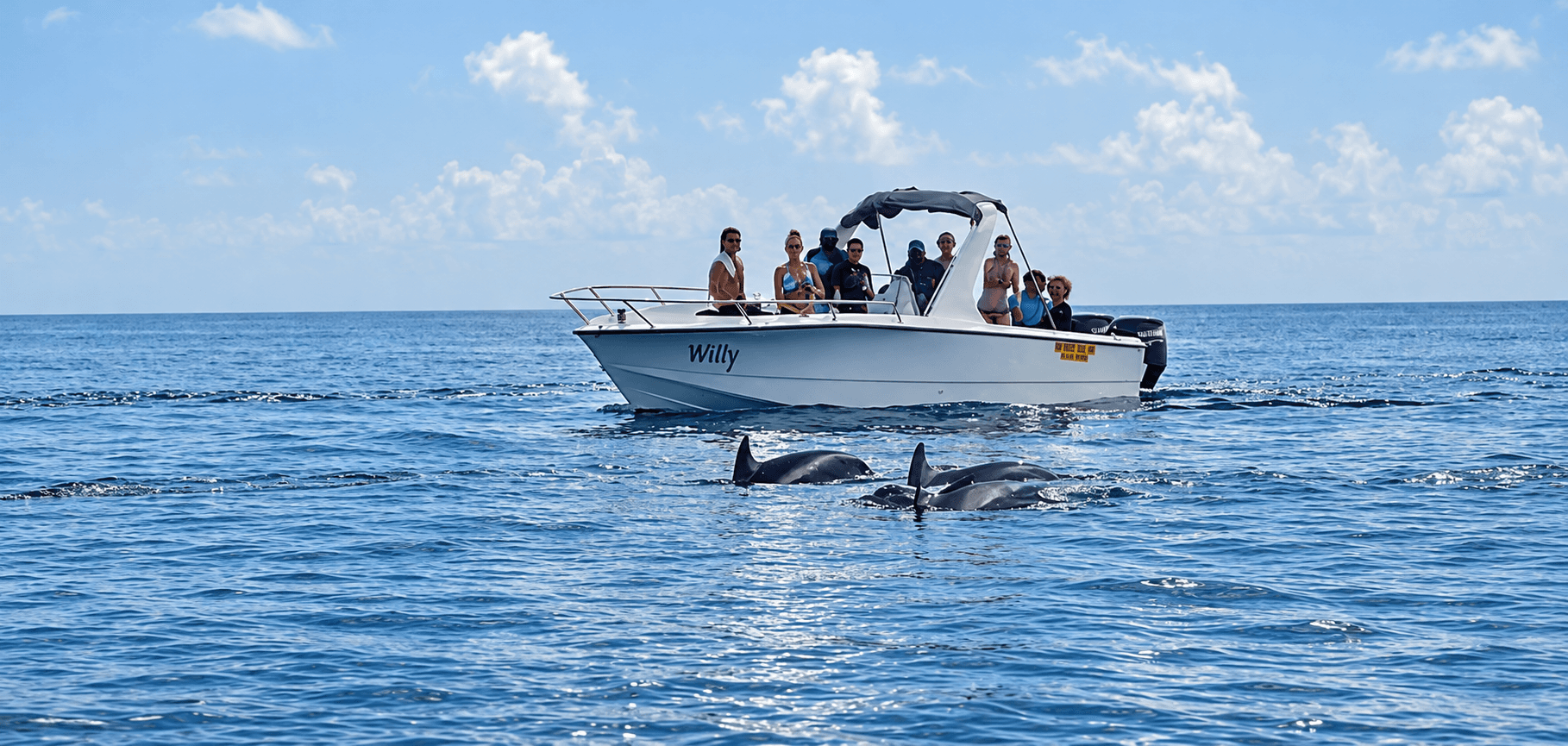 Small white boat near dolphins in the Red Sea from the existing operator photo collection