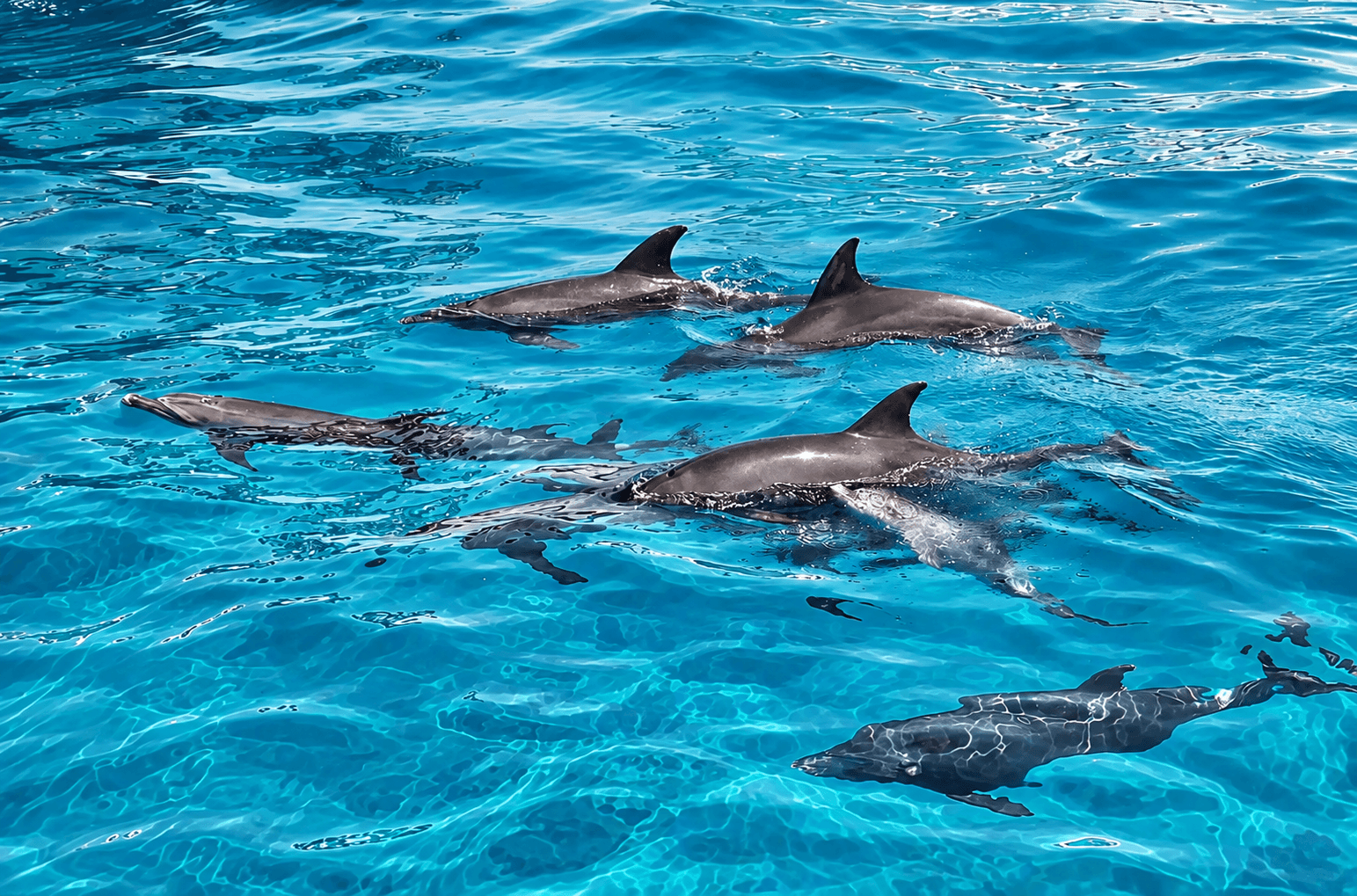 Pod of wild dolphins swimming at the sea surface; sightings are never guaranteed